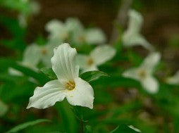 Winterberry Tree Seeds – Vermont Wildflower Farm