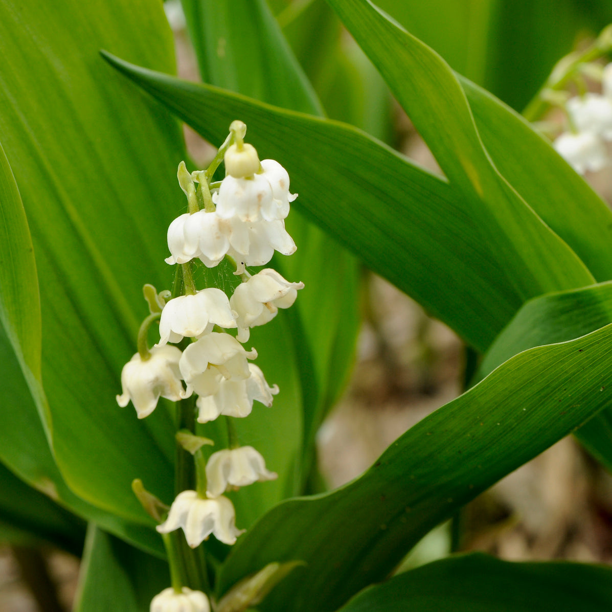 Lily-of-the-Valley (Convallaria majalis)