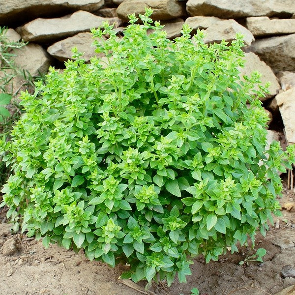 Basil Spicy Globe Bush Type Seeds Vermont Wildflower Farm