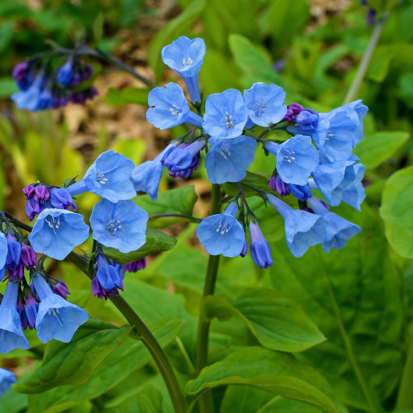 7 Best Blue bell flowers ideas  blue bell flowers, bluebells, flowers