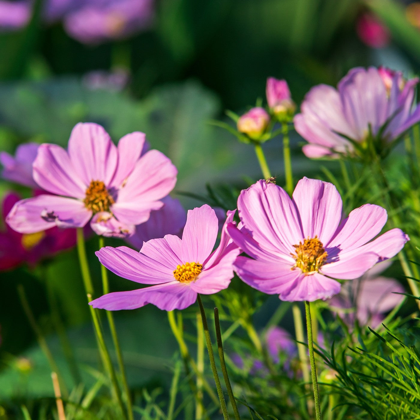 Pink Wildflower Seed Mix