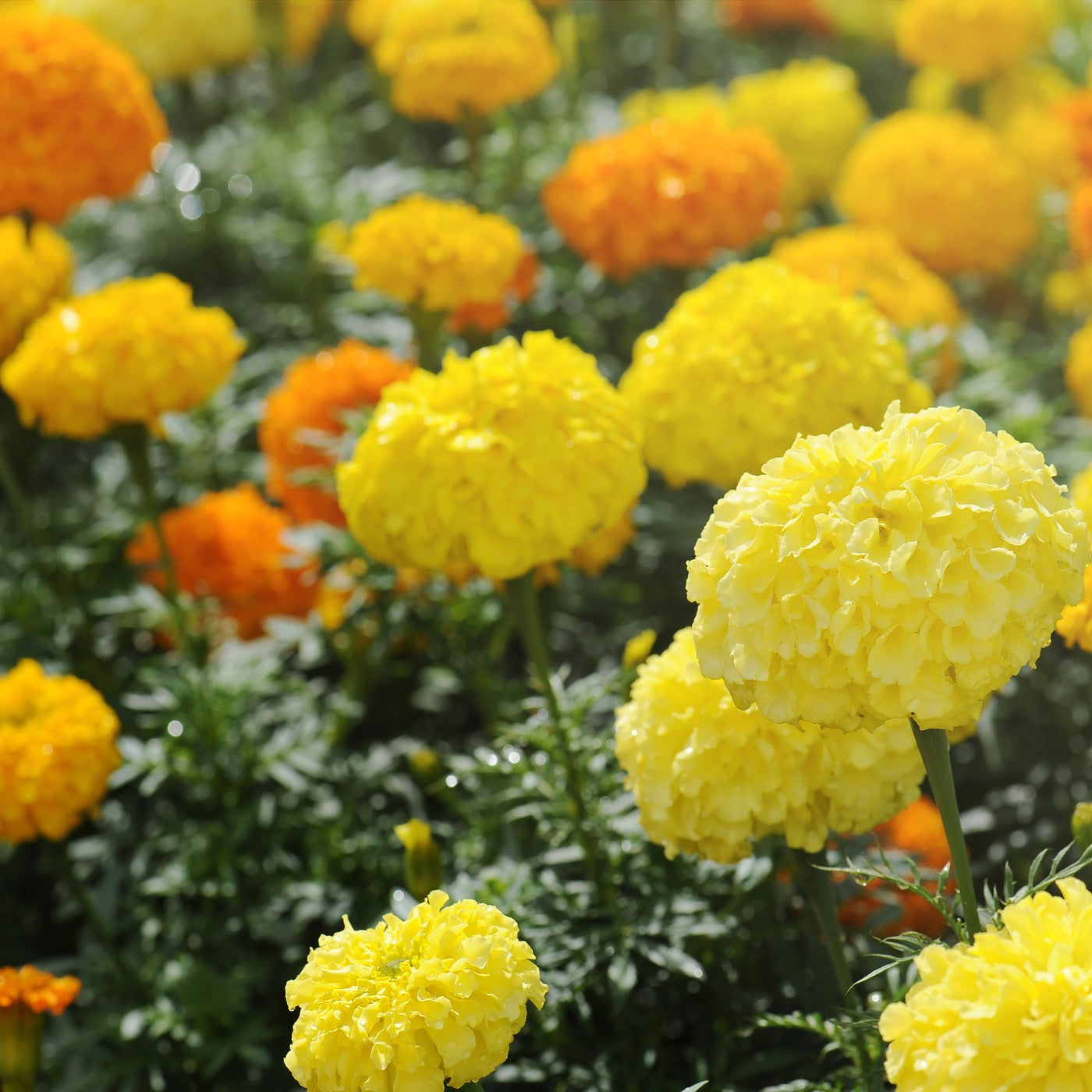 Ferry-Morse Marigold Crackerjack Mixed Colors Flower Seeds (Seed