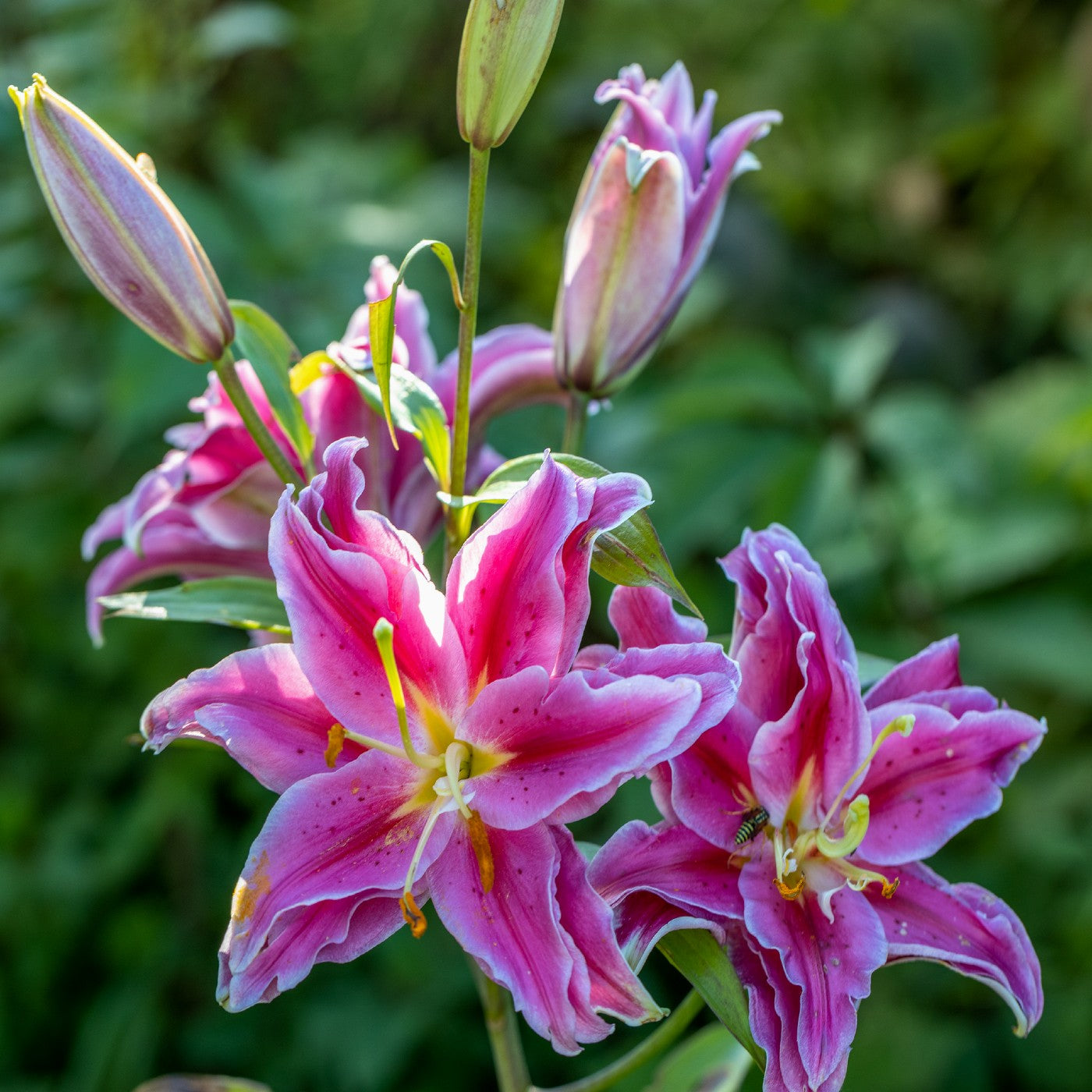 Oriental Lily Isabella