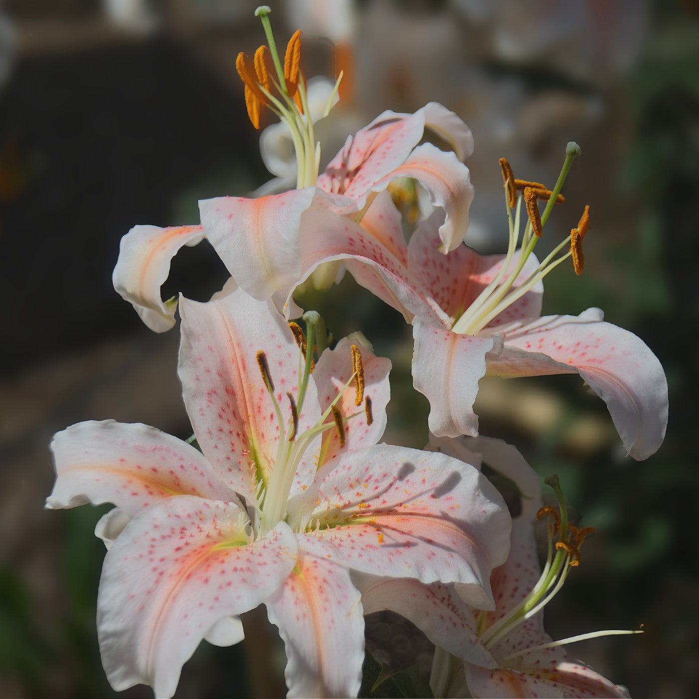 Oriental Lily Salmon Star