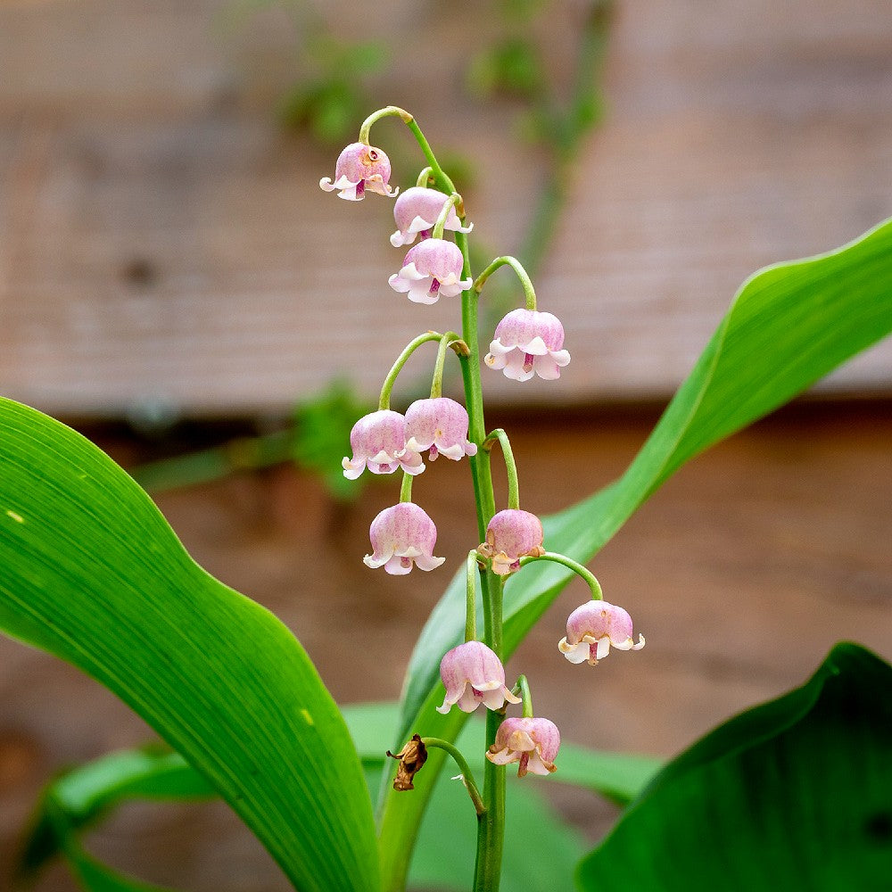 Growing Lily Of The Valley In Pots - Lily Of The Valley Container Care