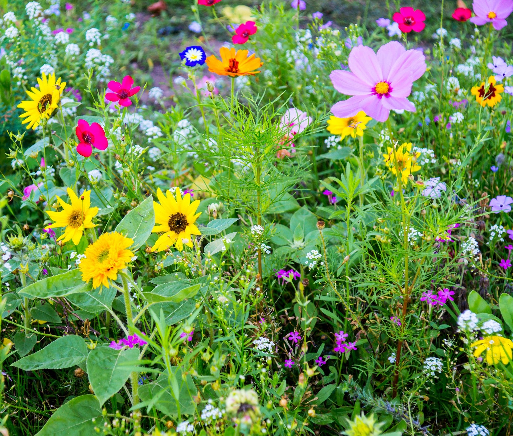  American Meadows Wildflower Seed Packets Our Family