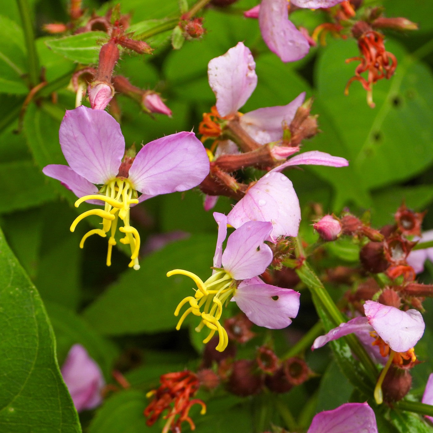 Virginia Blend, Wildflower Seed