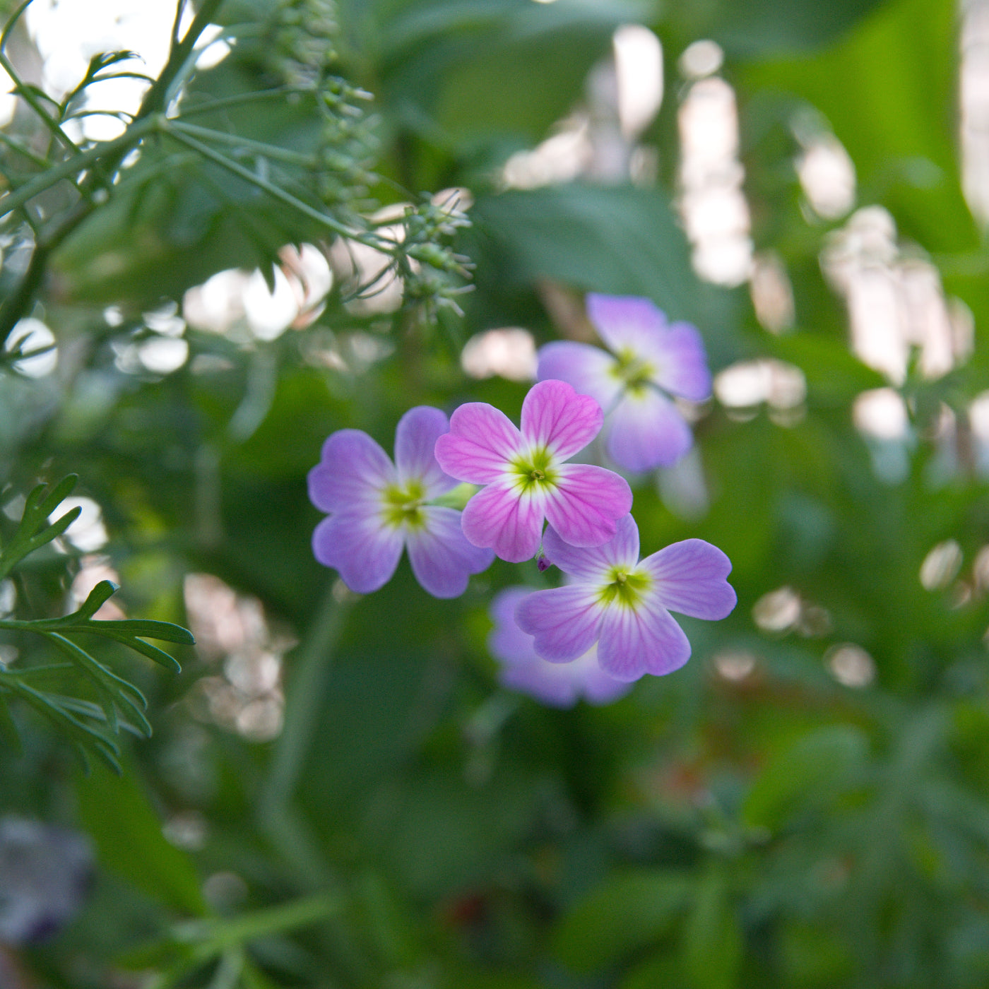 Virginia Blend, Wildflower Seed