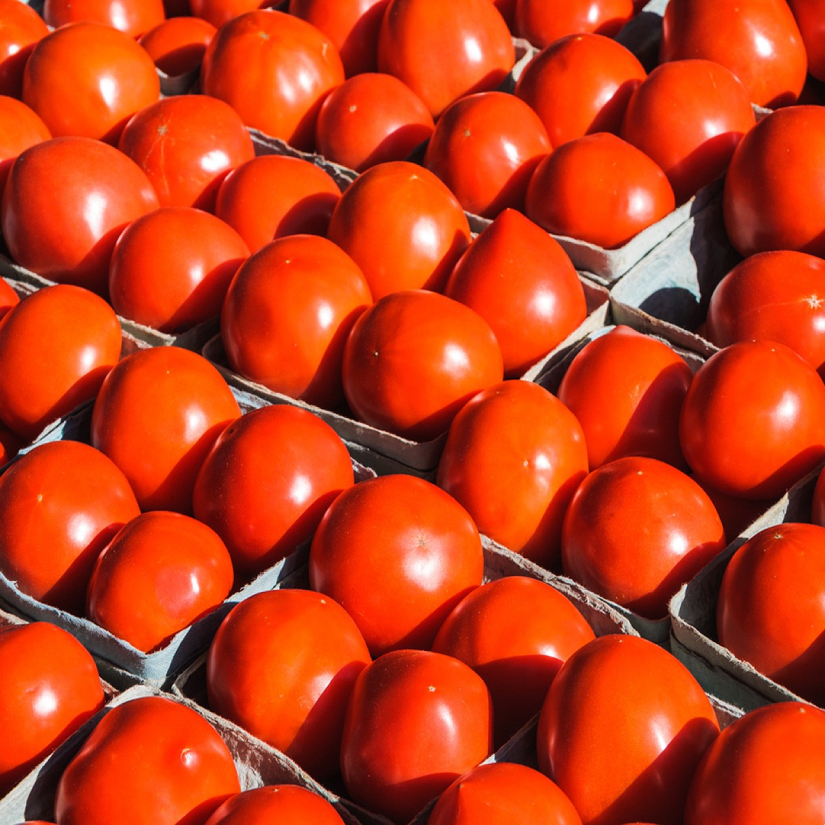 http://www.vermontwildflowerfarm.com/cdn/shop/files/tomatoamish.jpg?v=1694893398