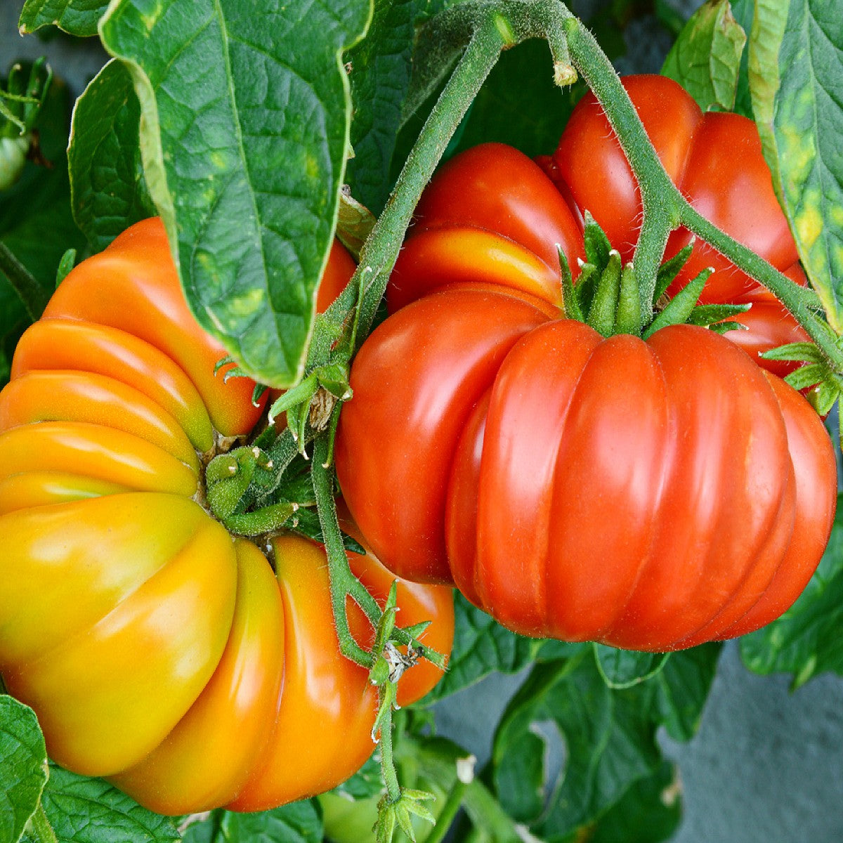 Luscious Brandywine Pink Tomato Seeds Available at Todd's Seeds