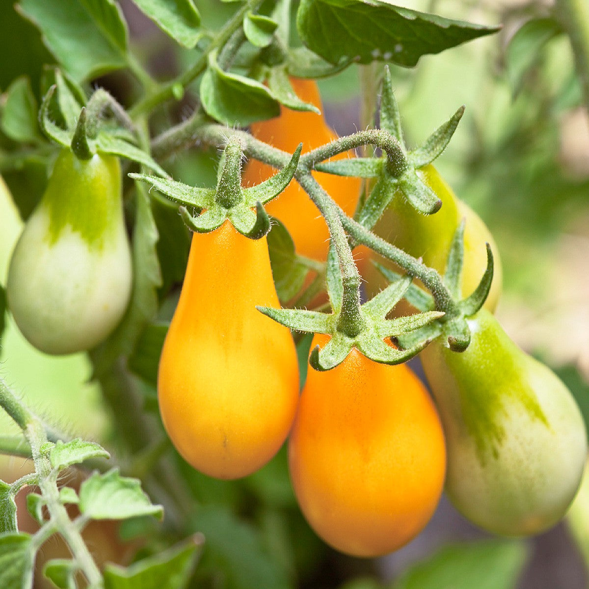 Yellow Brandywine Heirloom Tomatoes Information and Facts