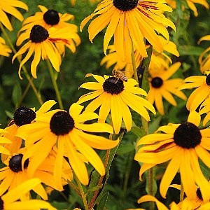  American Flag-Maryland Black-eyed Susan Flower and