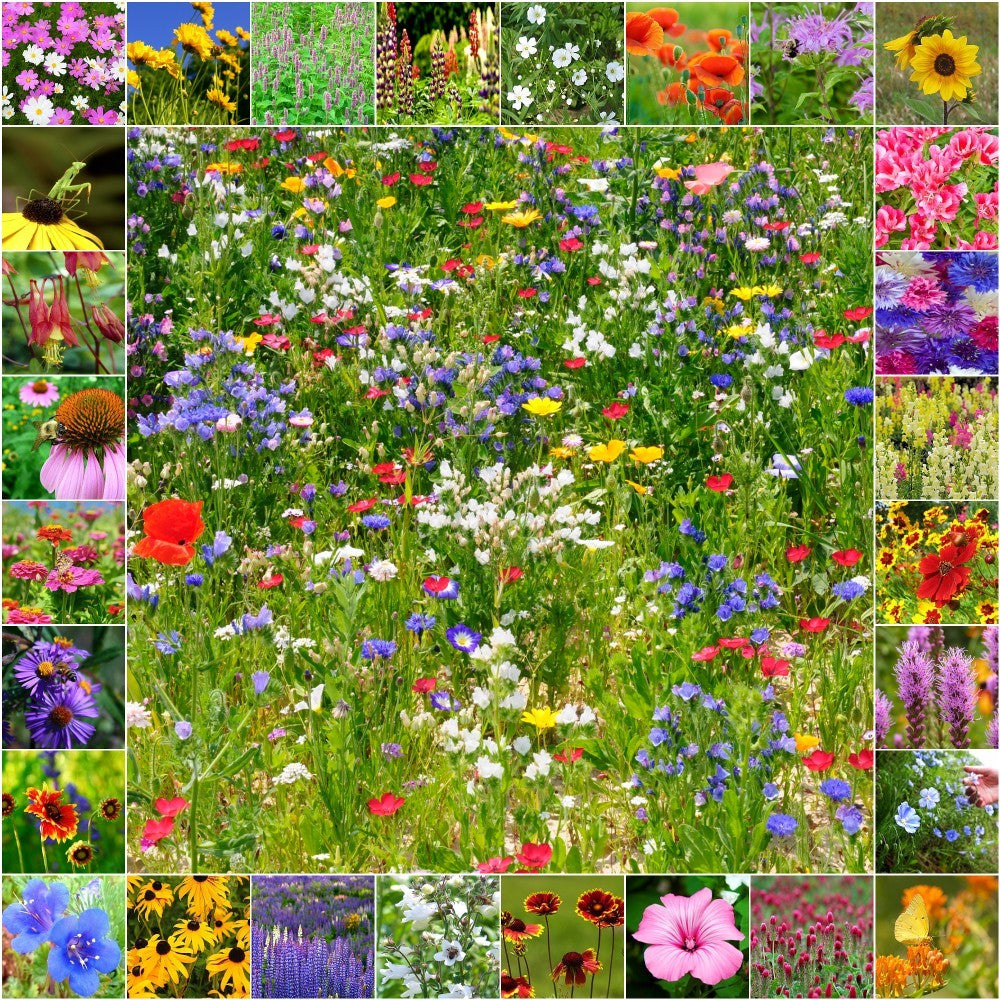 Pet Friendly Wildflower Seed Mix – Vermont Wildflower Farm