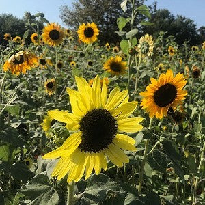 Zowie!™ Yellow Flame Zinnia Seeds