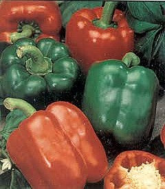 California Wonder Red Bell Pepper Seeds