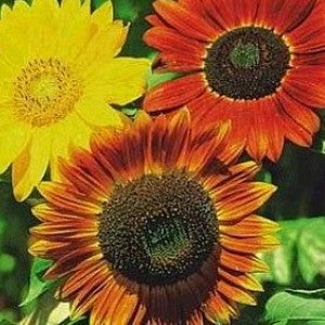 Autumn Beauty Mix - Sunflower Seeds