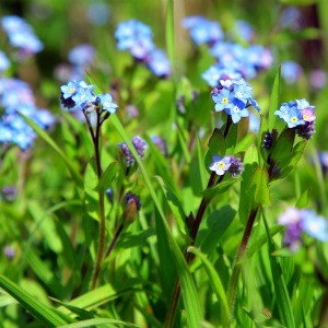 Buy Forget Me Not seeds Online