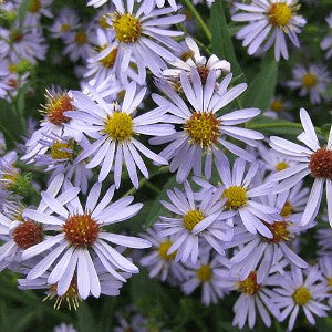 Aster Zigzag Seeds (aster Prenanthoides) – Vermont Wildflower Farm