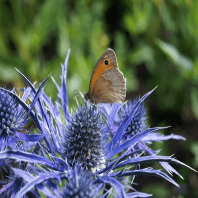 Blue Sea Holly, Bunch of Dried Wild Eryngium, Dried Blue Thistle, Blue  Thistle Bouquet, Blue Dried Flowers. 