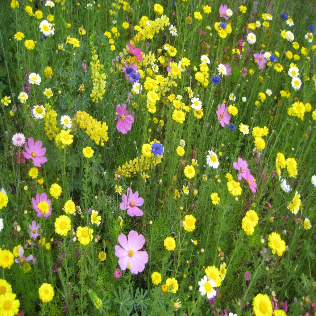 California Bluebell Seeds (Phacelia campanularia) – Vermont Wildflower Farm