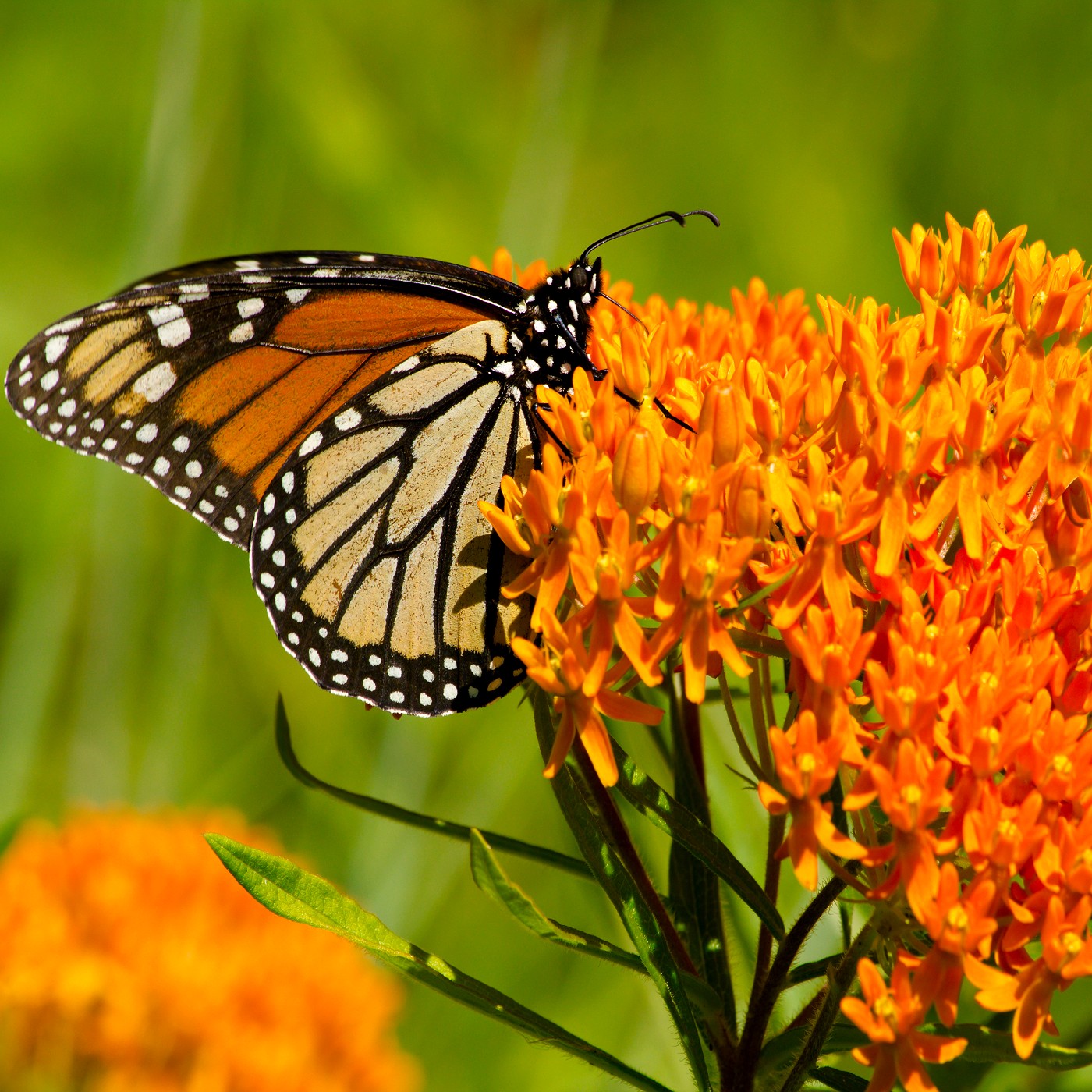 Asclepias, Allium & Astilbe – Vermont Wildflower Farm