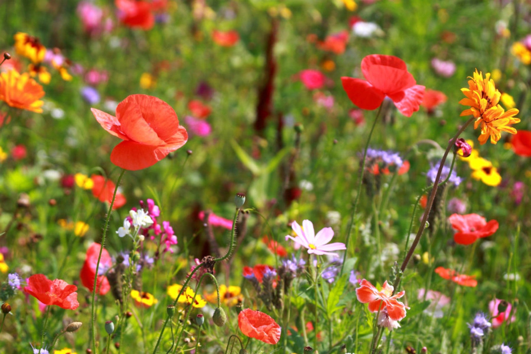 Wildflower Seed Mixes Northeast Region – Vermont Wildflower Farm