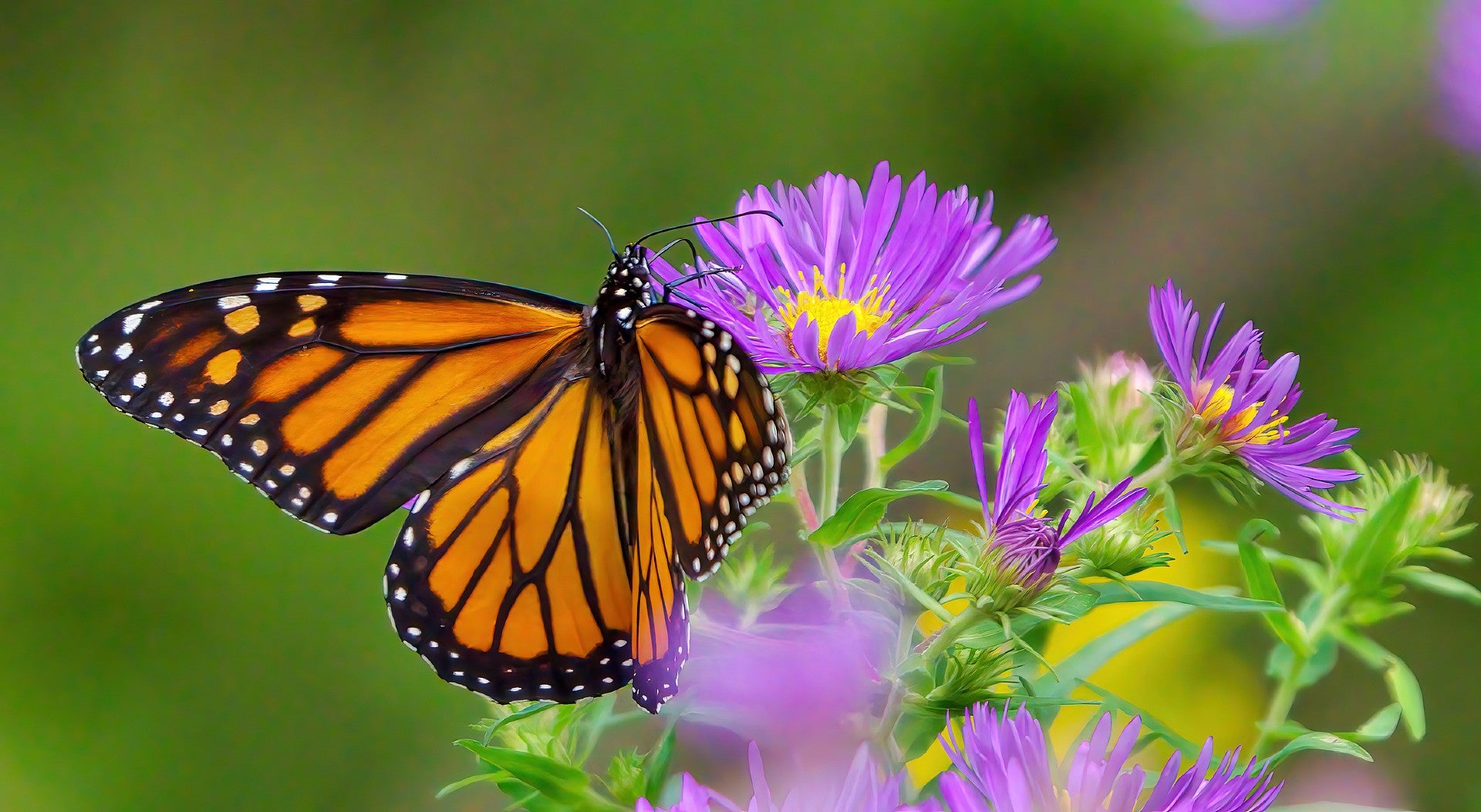 Native Wildflower Seed Species – Vermont Wildflower Farm