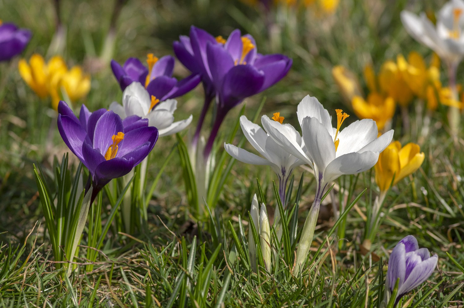 Crocus Flower Bulbs – Vermont Wildflower Farm