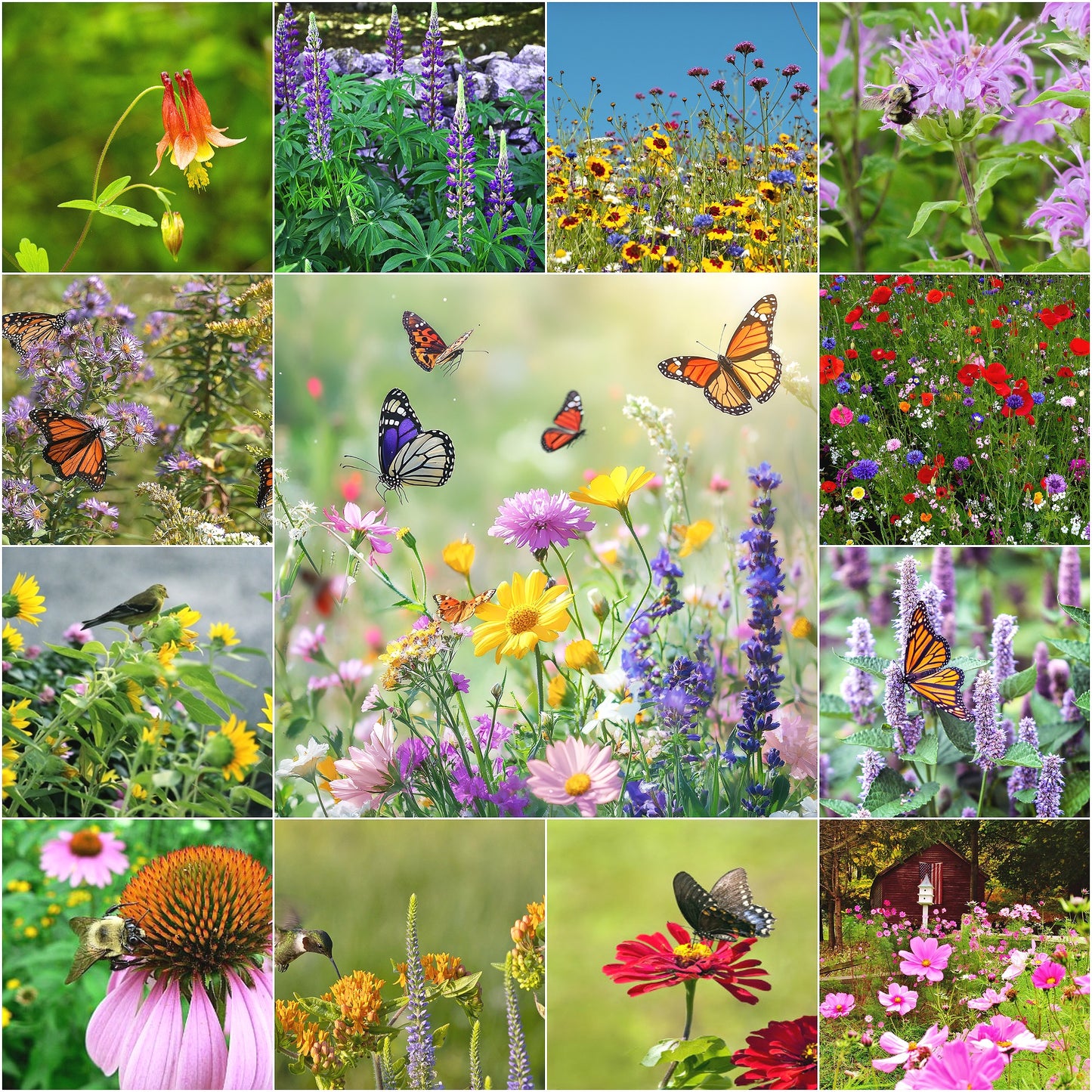 Pollinator Party Jumbo Seed Packet (BOGO)