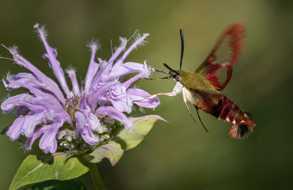 Bee Balm - Bergamot Seeds (Monarda fistulosa)