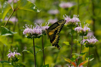 Bee Balm - Bergamot Seeds (Monarda fistulosa)