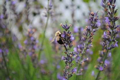 Lavender Common Seeds (Lavandula angustifolia) – Vermont Wildflower Farm