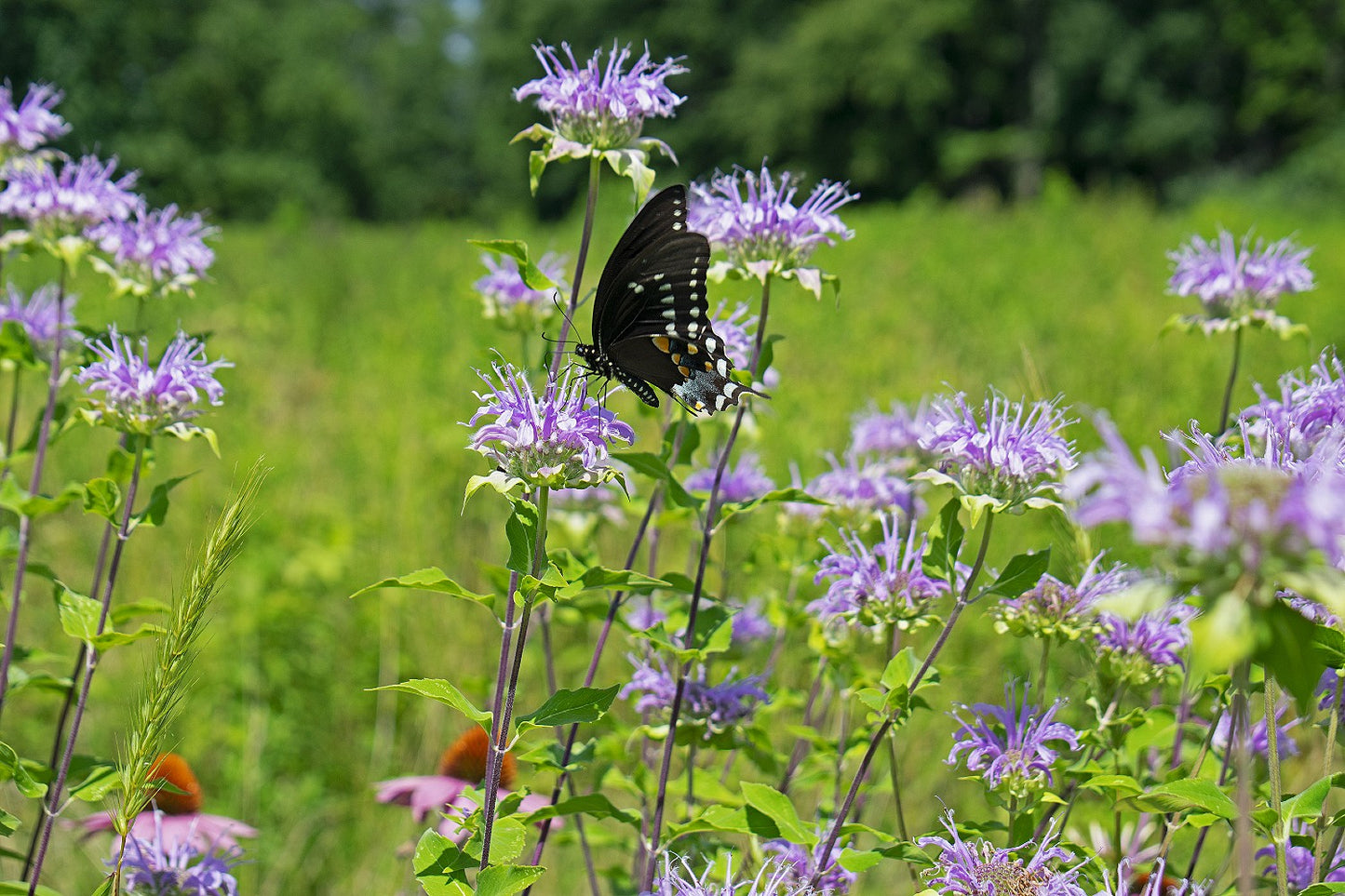 Bee Balm - Bergamot Seeds (Monarda fistulosa)