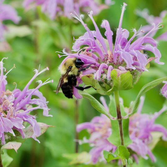 Bee Balm - Bergamot Seeds (Monarda fistulosa)