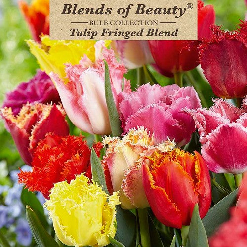 Value Bag Tulip 'Fringed' Blend