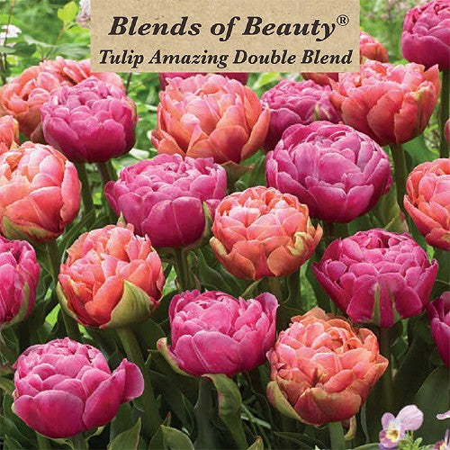 Value Bag Tulip Amazing Double Blend