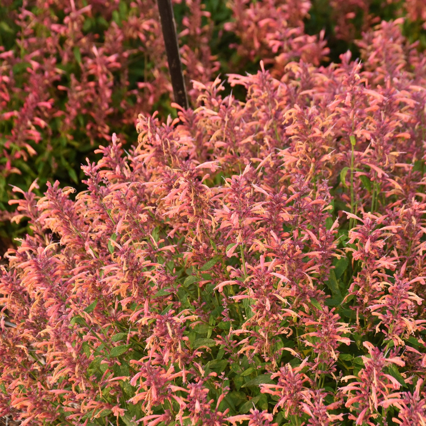 200+ Lucky Clover Flower Seeds Meadow Fields Creeping Plants Rare Wild Grass