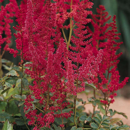 Astilbe August Light