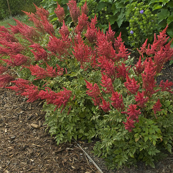 Astilbe August Light