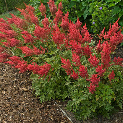 Astilbe August Light