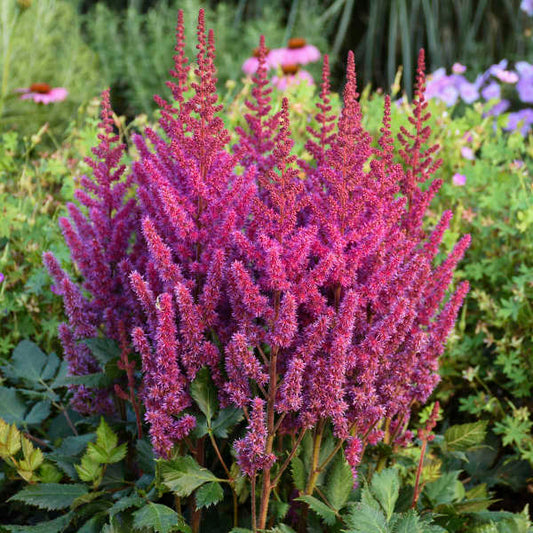 Astilbe Visions