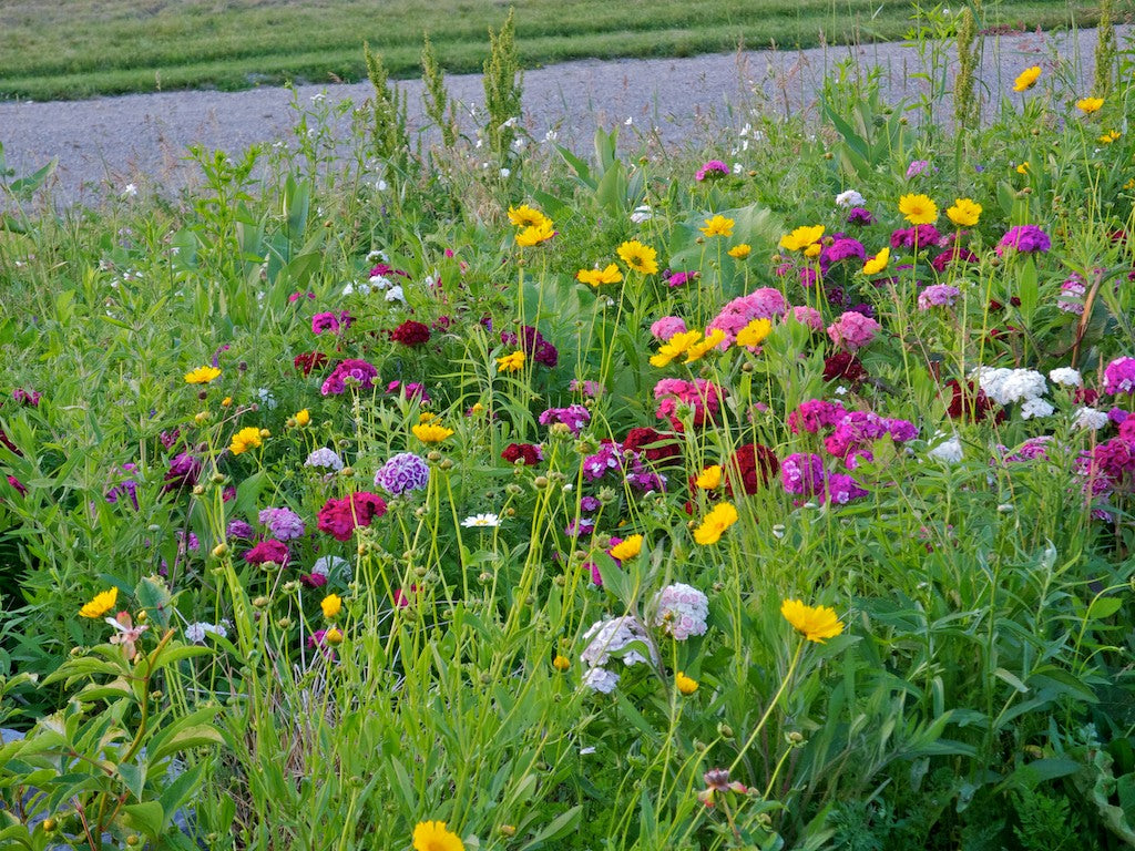 Countryside Wildflower Seed Mix