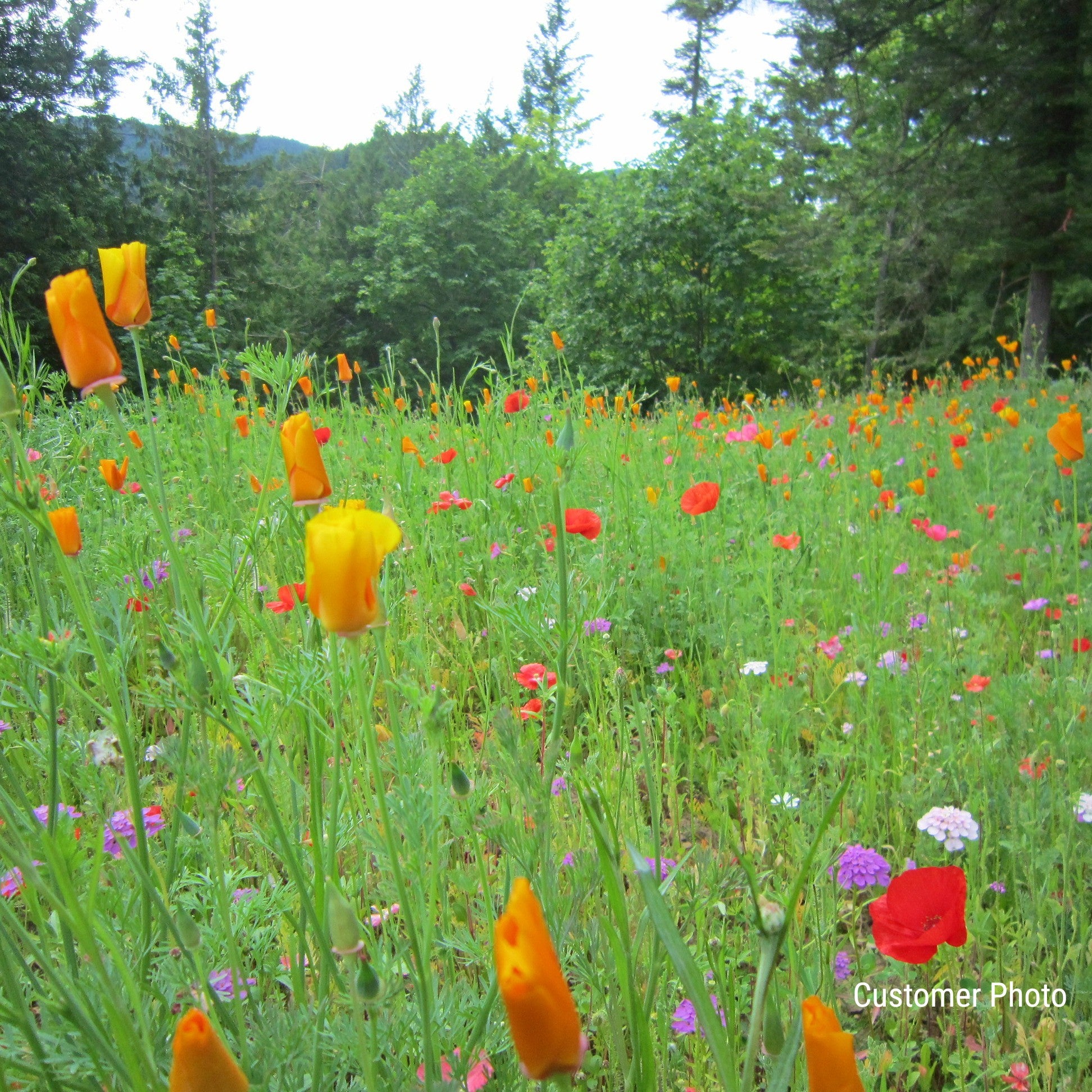 Pet Friendly Wildflower Seed Mix – Vermont Wildflower Farm