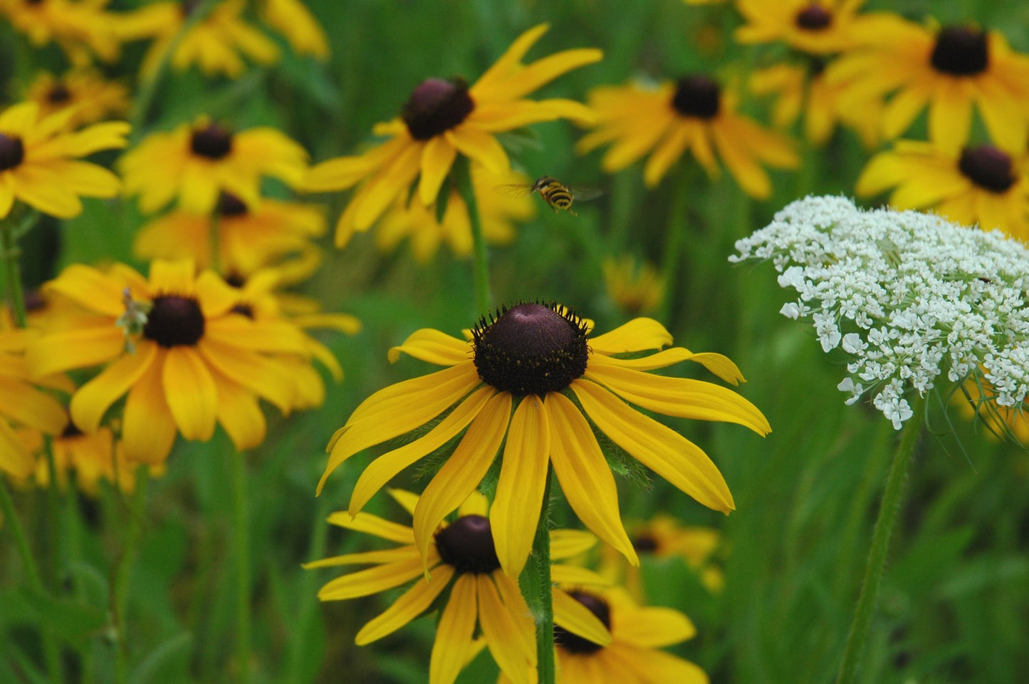 Countryside Wildflower Seed Mix