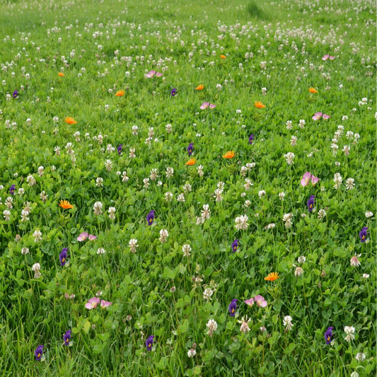 Magic Carpet Clover, Grass and Wildflower Seed Mix