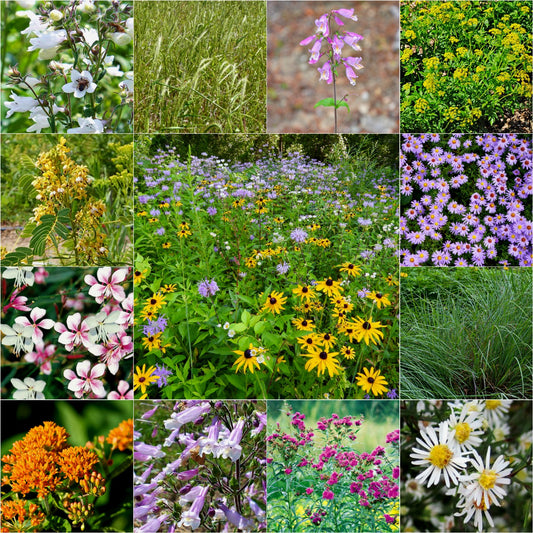 Native Medley Wildflower & Grass Seed Mix