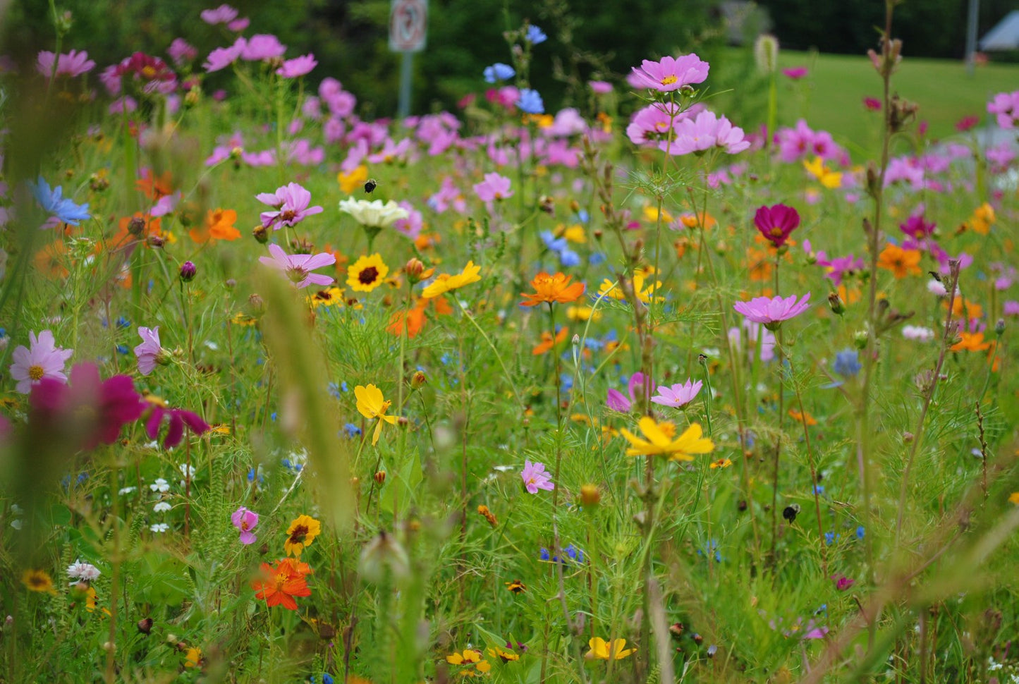 Countryside Wildflower Seed Mix