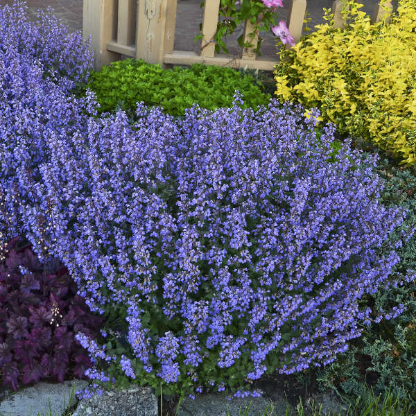 Nepeta Purrsian Blue (Catmint)