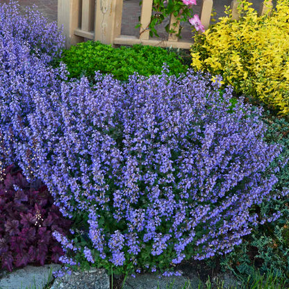 Nepeta Purrsian Blue (Catmint)