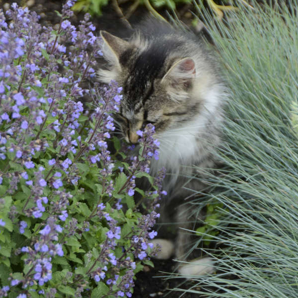 Nepeta Purrsian Blue (Catmint)